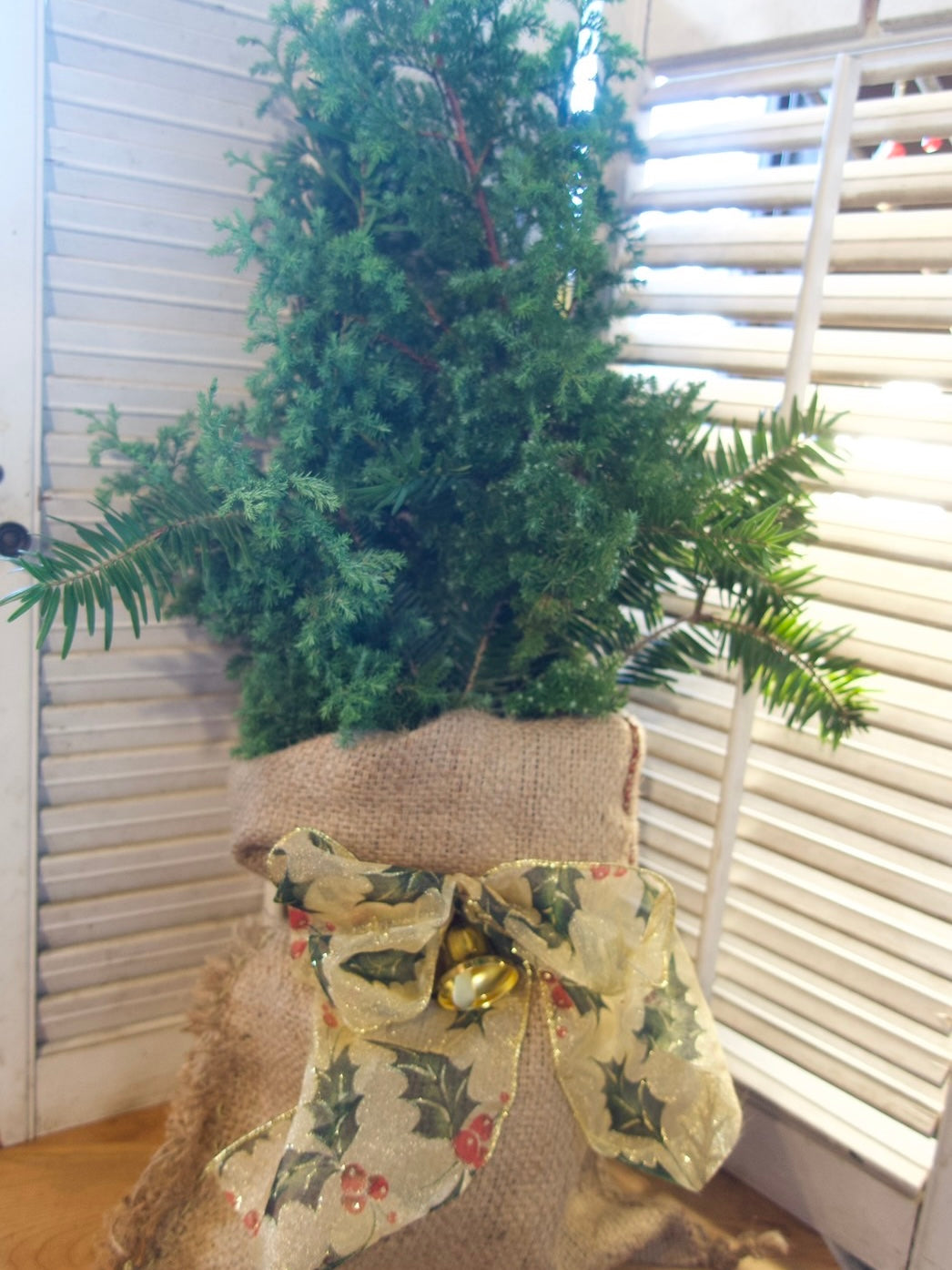 モミの木とヒムロ杉のクリスマスツリー
