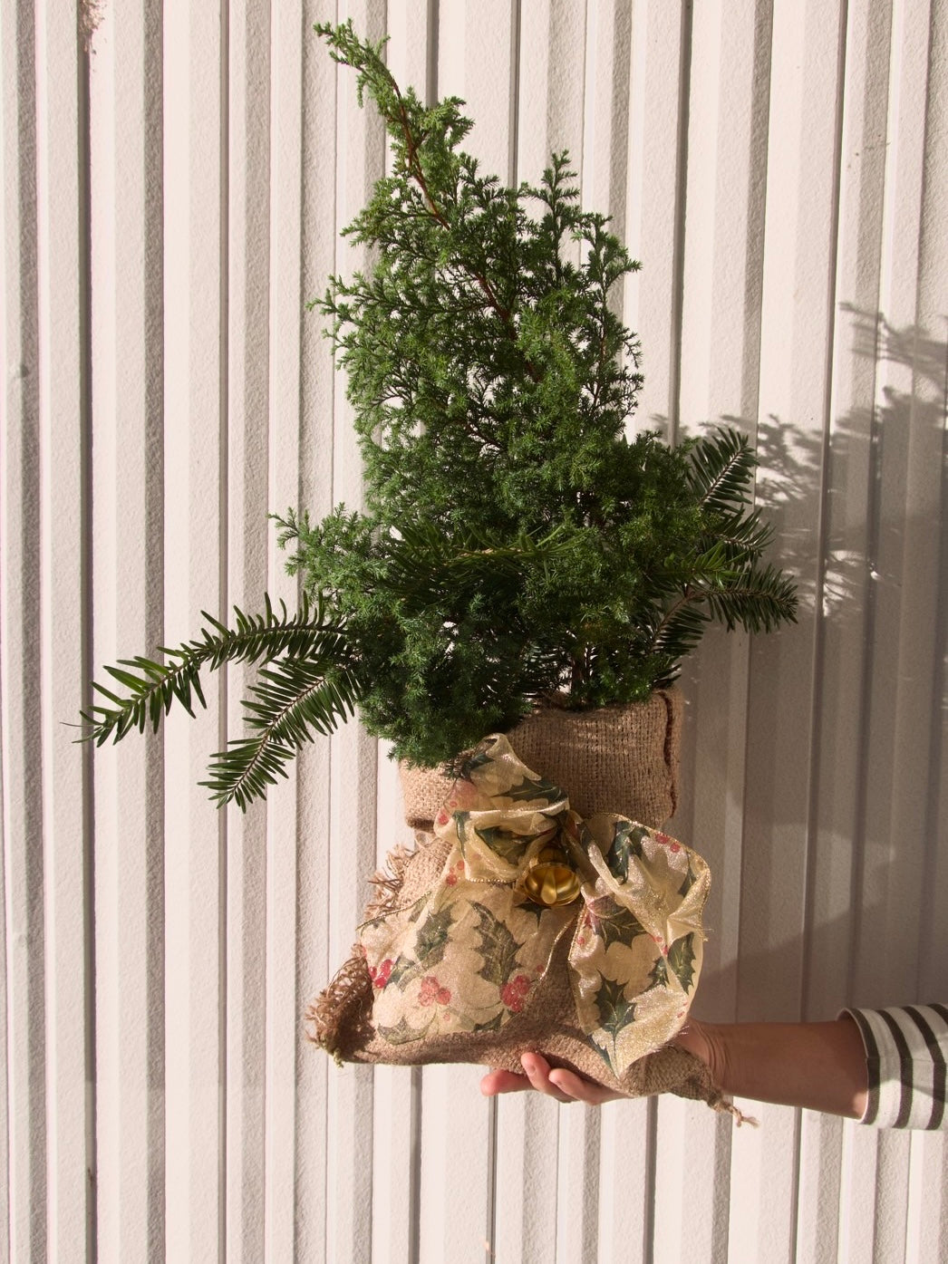 モミの木とヒムロ杉のクリスマスツリー